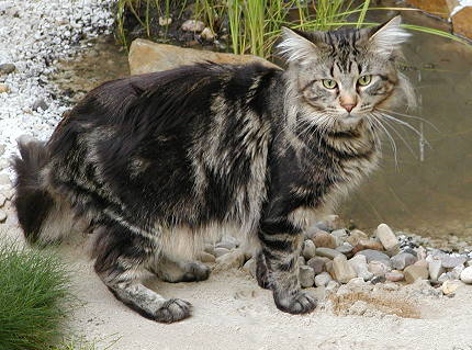 mainecoon1.png